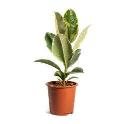 Ficus Elastica Tineke - Variegated Rubber Plant -HousePlants Shop ficus elastica tineke plant 17cm