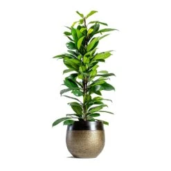 Mya Plant Pot - Deep Champagne -HousePlants Shop mya deep champagne plant pot Ficus cyathistipula African Fig