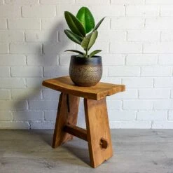 Mya Plant Pot - Deep Champagne -HousePlants Shop mya deep champagne plant pot Ficus elastica Robusta