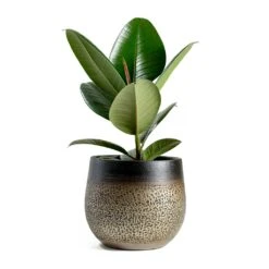 Mya Plant Pot - Deep Champagne -HousePlants Shop mya deep champagne plant pot Ficus elastica Robusta Rubber Plant
