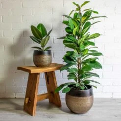 Mya Plant Pot - Deep Champagne -HousePlants Shop mya deep champagne plant pot Ficus elastica Robusta african fig