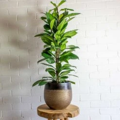 Mya Plant Pot - Deep Champagne -HousePlants Shop mya deep champagne plant pot african fig
