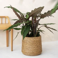 Patt Plant Pot - Straw Grass -HousePlants Shop pottery pots Patt straw 2