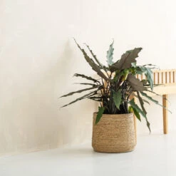 Patt Plant Pot - Straw Grass -HousePlants Shop pottery pots Patt straw 3