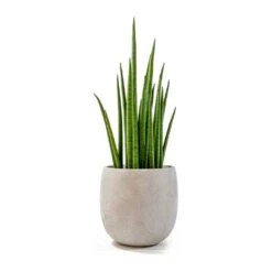 Sansevieria Bacularis Mikado - Snake Plant -HousePlants Shop sansevieria bacularis mikado amber grey plant pot
