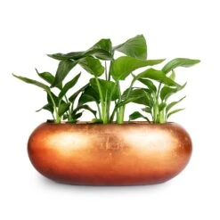 Metallic Boat Planter - Matt Copper -HousePlants Shop strelitzia combo Metallic Boat Planter Matt Copper 56x23x20cm