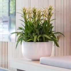 Sunny Essentials Bowl Planter - Matt White -HousePlants Shop sunny bowl planter essential matte white office plants
