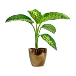Dieffenbachia Seguine Tropic Snow - Dumb Cane -HousePlants Shop sven gold Dieffenbachia seguine Tropic Snow Dumb Cane d393cd03 c50a 4310 a048 645086675956