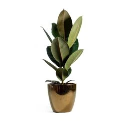 Ficus Elastica Abidjan - Burgundy Rubber Plant -HousePlants Shop sven gold Ficus elastica Abidjan Rubber Plant eeefde7c a0a4 4859 a9bc ef58892ffc95