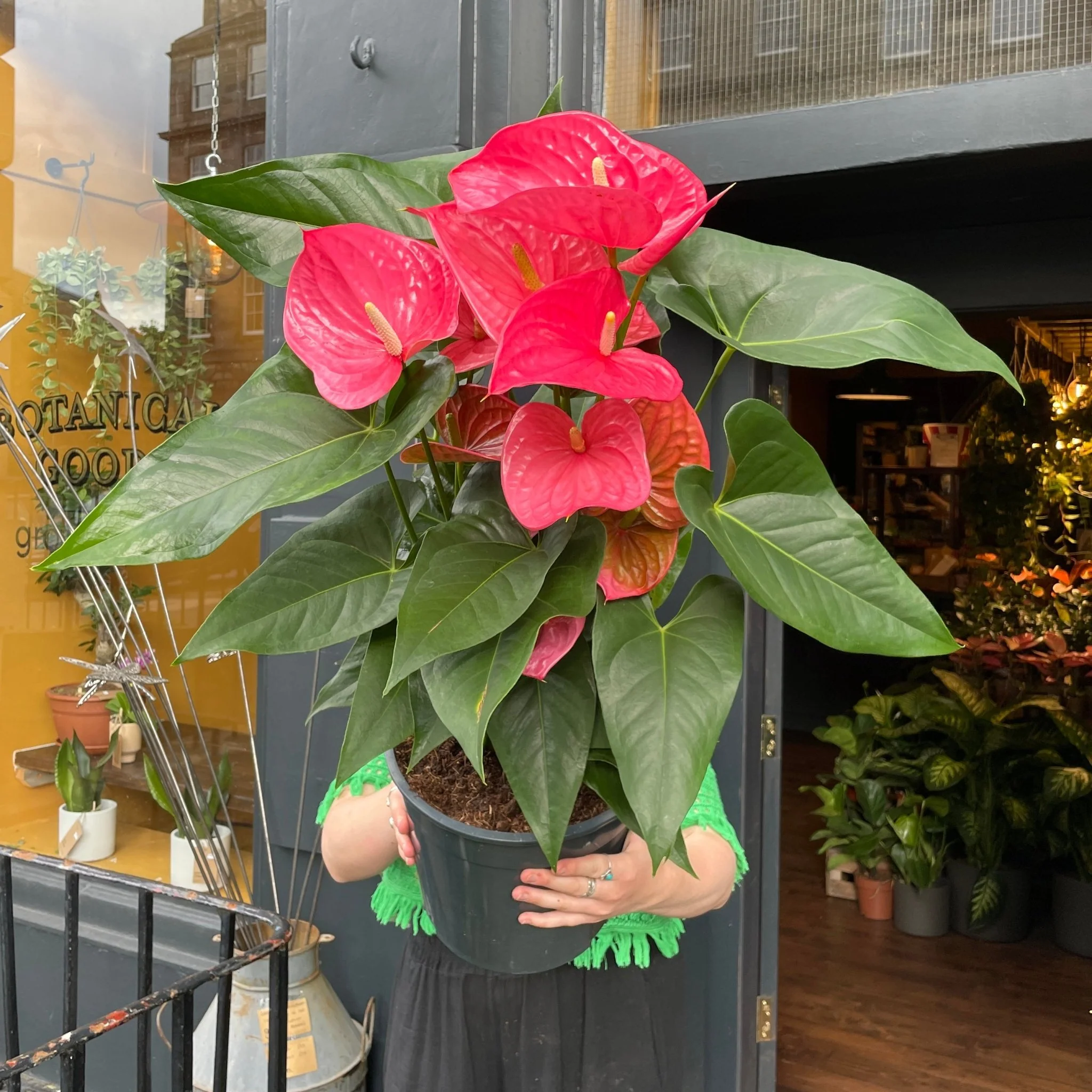 HousePlants Shop 29 HousePlants Shop -HousePlants Shop anthurium cherry love xl 327527